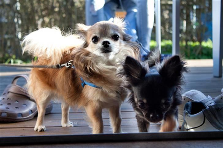 Chihuahua Kiwi - Kiwi som hygger med sin gode ven Rocky billede 14
