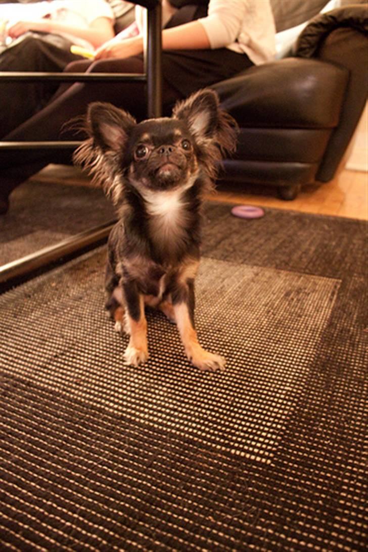 Chihuahua Kiwi - 7måneder gammel billede 15