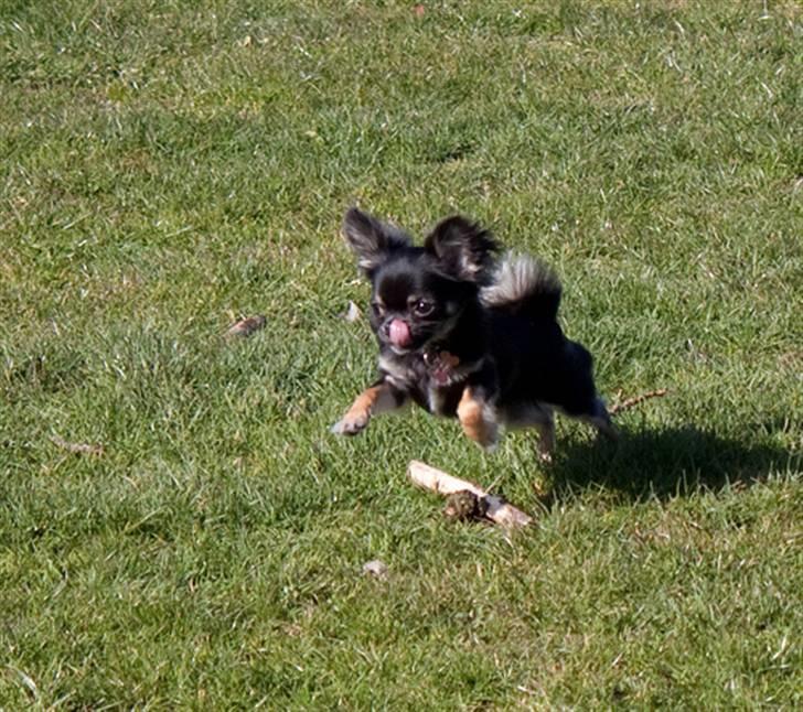 Chihuahua Kiwi - Elsker bare at må løbe fri... billede 16