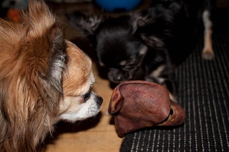 Chihuahua Kiwi - mums billede 17