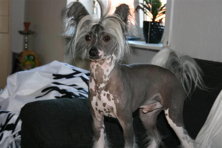 Chinese crested hårløs Barbacoma Ondeggiando Sol billede 3