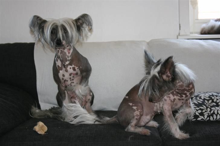 Chinese crested hårløs Barbacoma Ondeggiando Sol - Solo og hans veninde Queenie :) billede 7