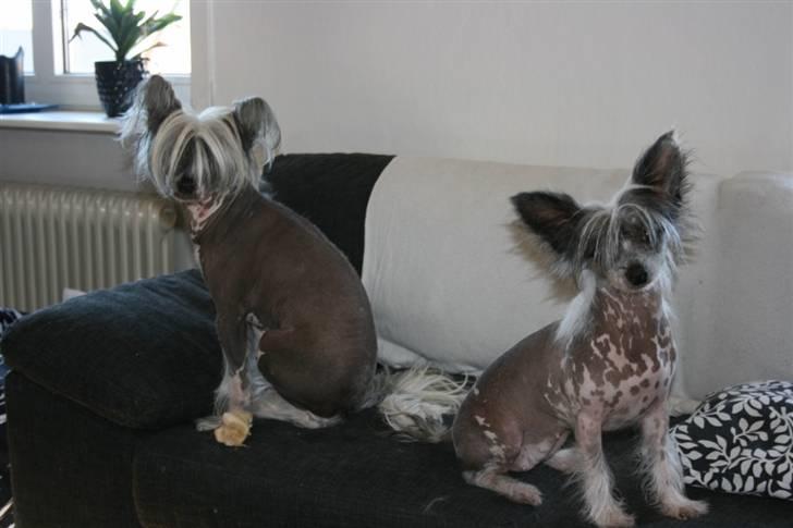 Chinese crested hårløs Barbacoma Ondeggiando Sol billede 8