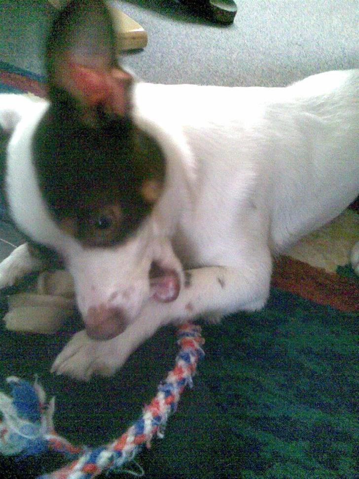Blanding af racer Chihuahua/D-S gårdh. JACK - Jack med sit yndlingslegetøj. 2010 billede 4
