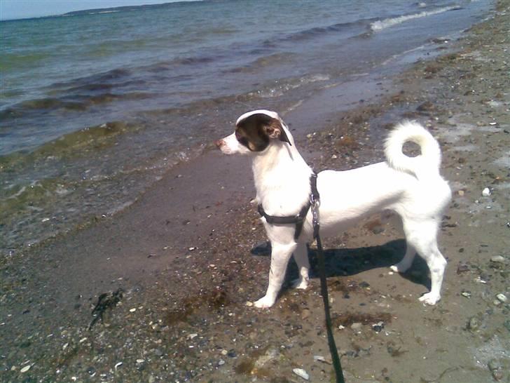 Blanding af racer Chihuahua/D-S gårdh. JACK - Jack´s første møde med det store hav. Det var han ikke helt vild med. Juni 2010 billede 5
