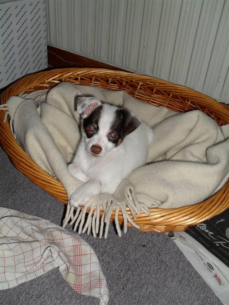 Blanding af racer Chihuahua/D-S gårdh. JACK - Baby-Jack. November 2009.  billede 12