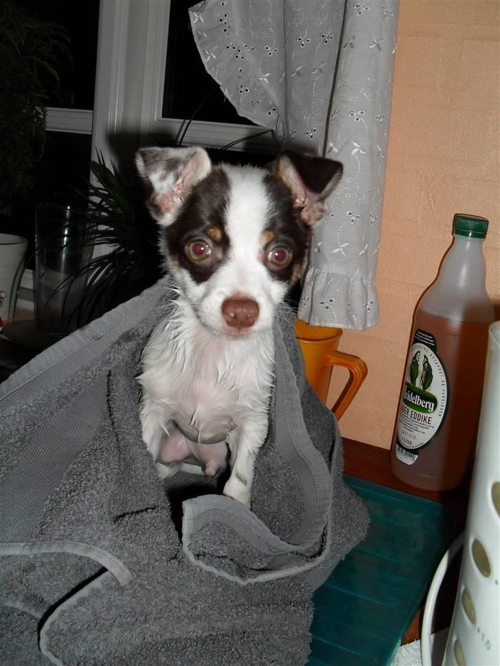 Blanding af racer Chihuahua/D-S gårdh. JACK - Baby-Jack i pakket ind i et håndklæde på køkkenbordet. November 2009.  billede 14