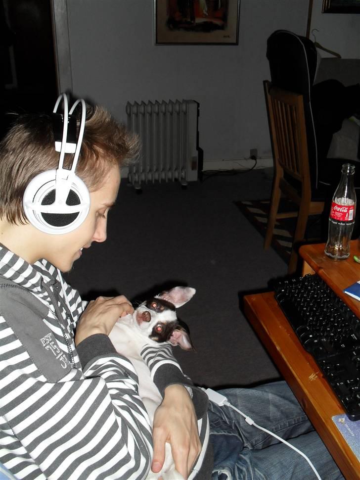 Blanding af racer Chihuahua/D-S gårdh. JACK - Baby-Jack ligger hos David ved computeren. November 2009.  billede 15