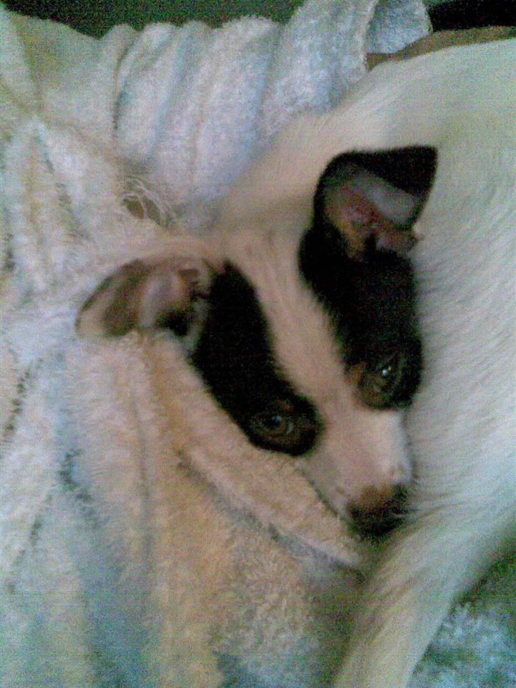 Blanding af racer Chihuahua/D-S gårdh. JACK - En søvnig Jack :)  April 2010.  billede 17