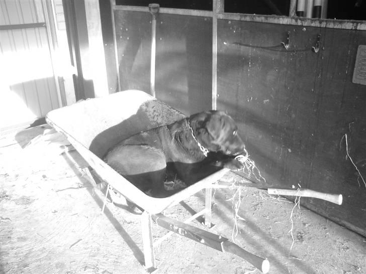 Labrador retriever Mickey billede 4