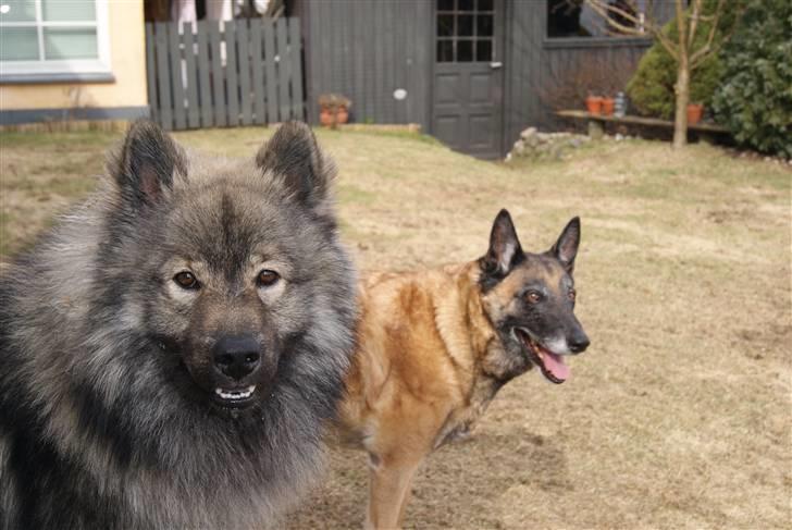 Eurasier Balule Eldorado (Castro) billede 10