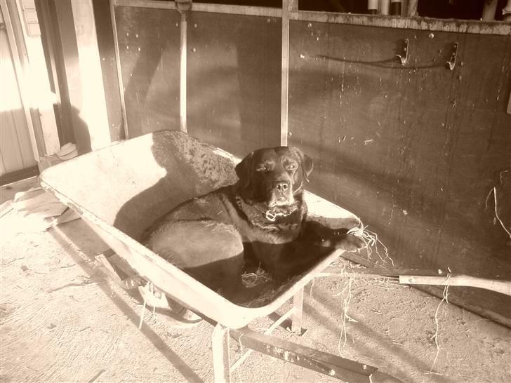 Labrador retriever Mickey billede 5