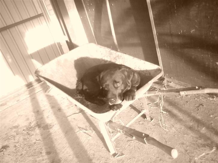 Labrador retriever Mickey billede 6