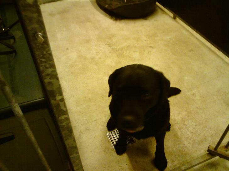 Labrador retriever Mickey billede 7