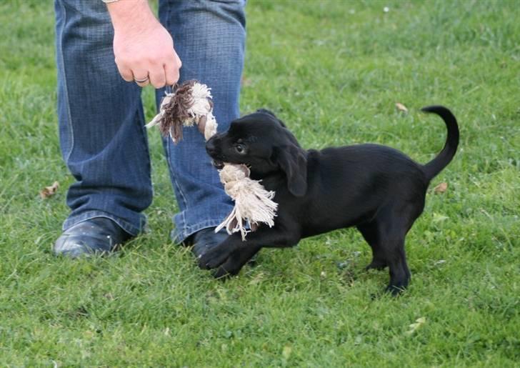 Blanding af racer Humle billede 8