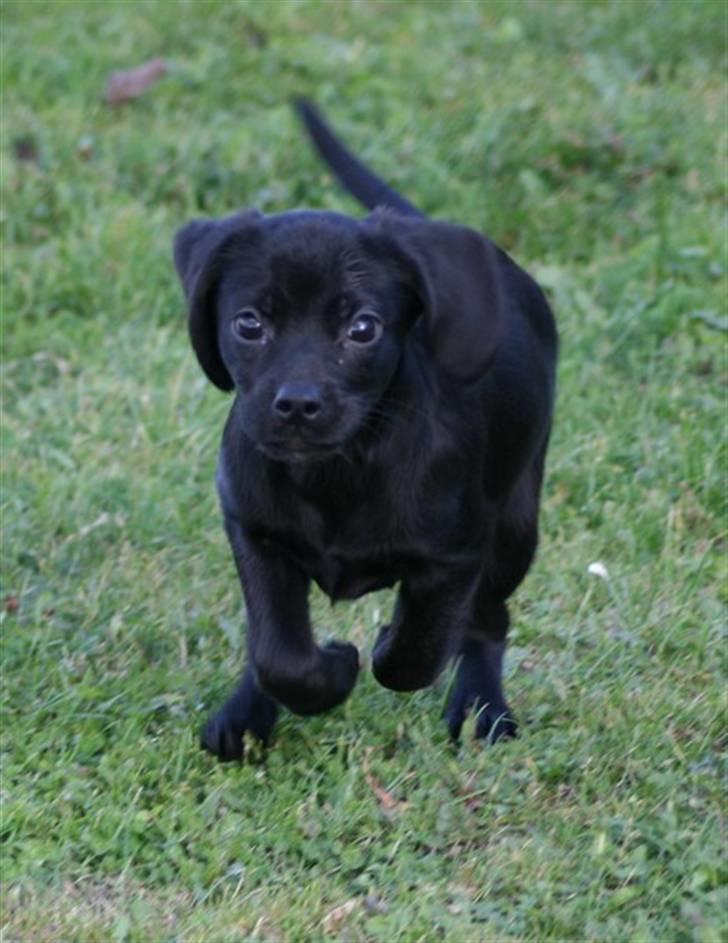 Blanding af racer Humle billede 9