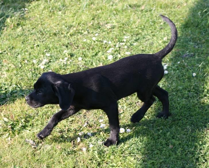 Blanding af racer Humle billede 10