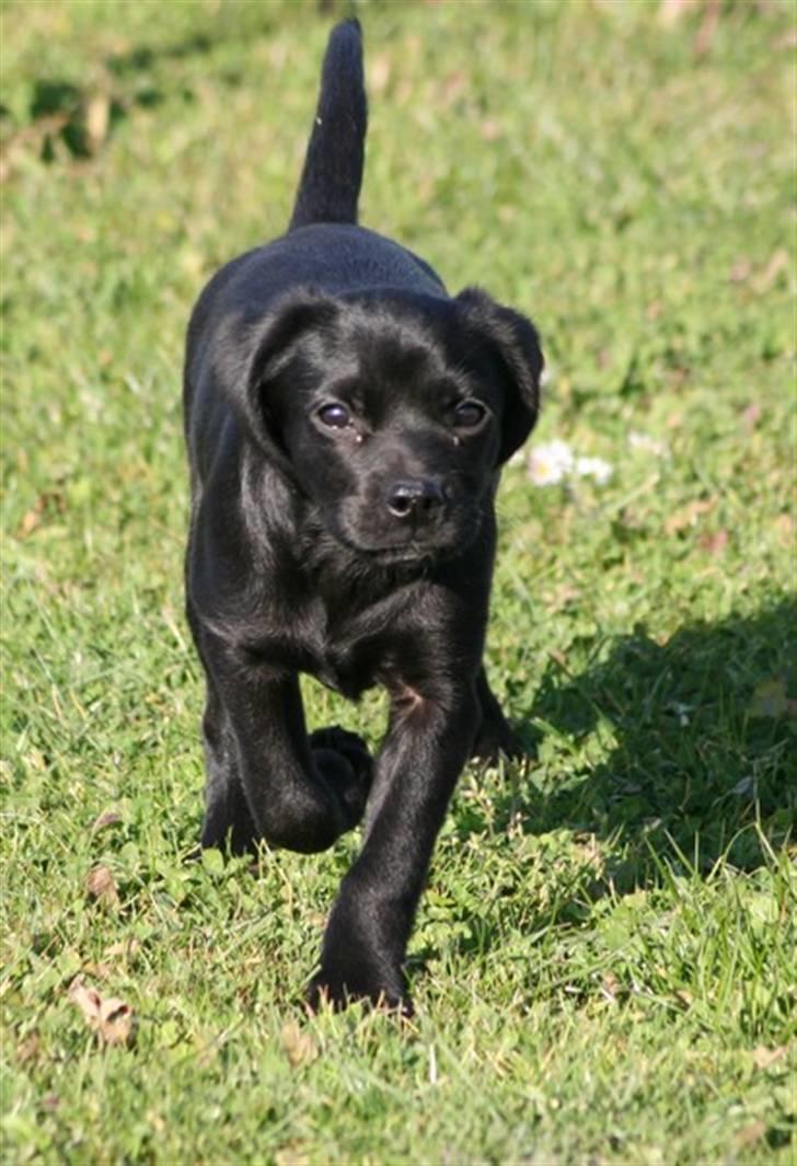 Blanding af racer Humle billede 11