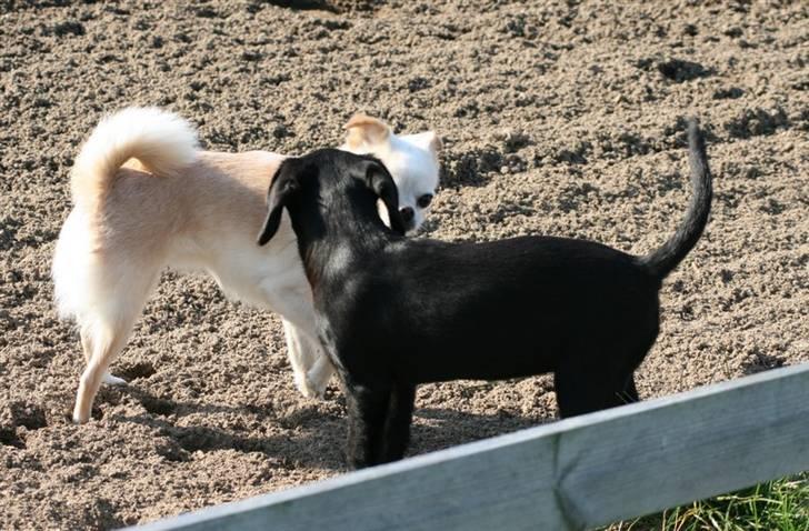 Blanding af racer Humle billede 12