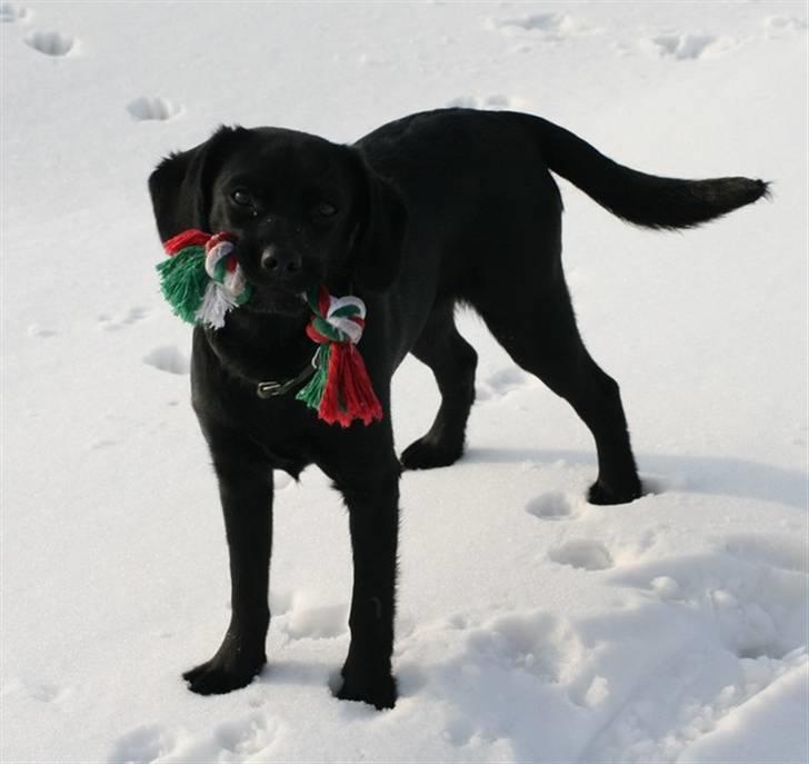 Blanding af racer Humle billede 13