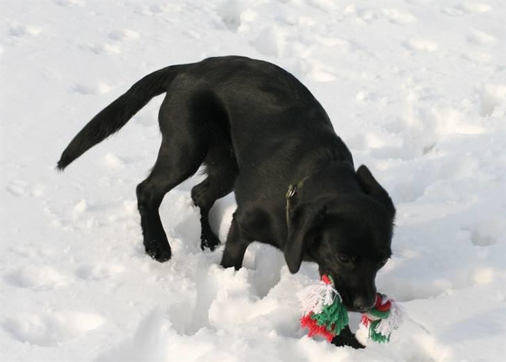 Blanding af racer Humle billede 14