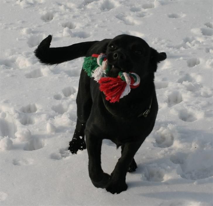 Blanding af racer Humle billede 15