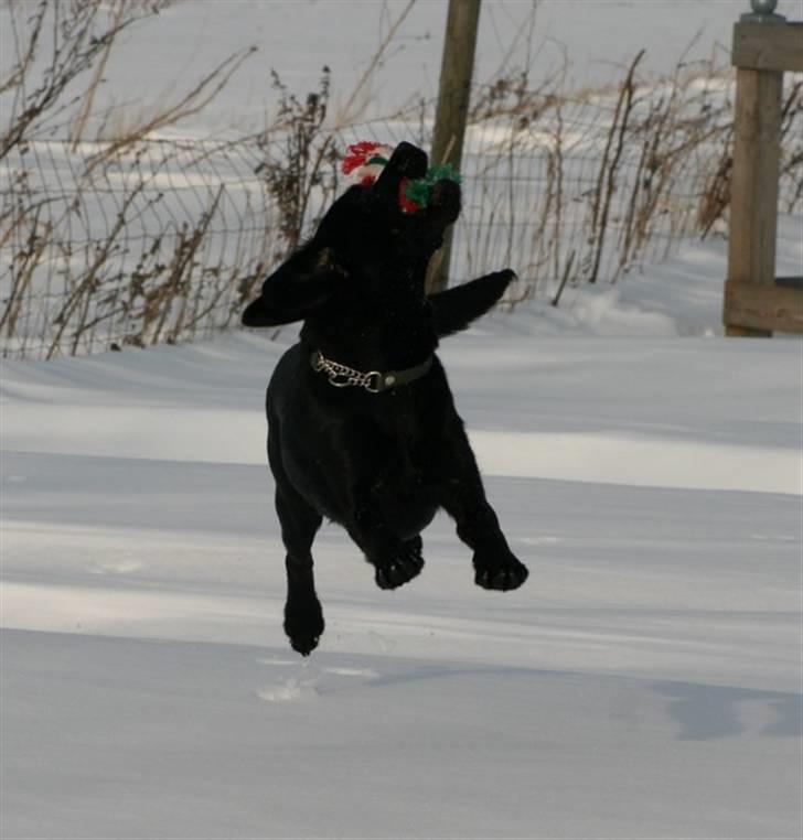 Blanding af racer Humle billede 16