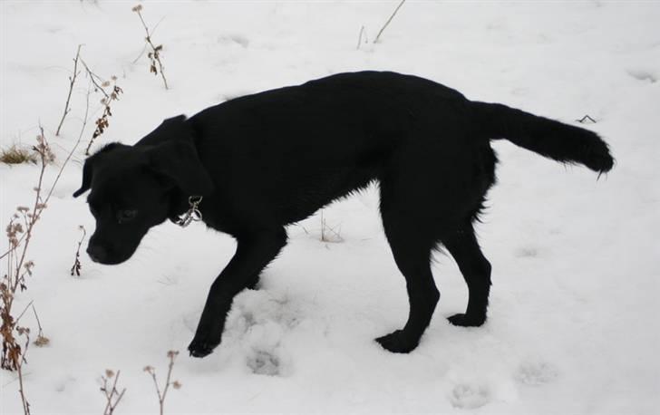 Blanding af racer Humle billede 17