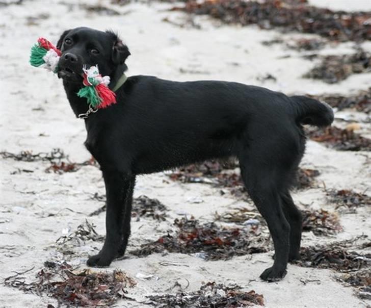 Blanding af racer Humle billede 18