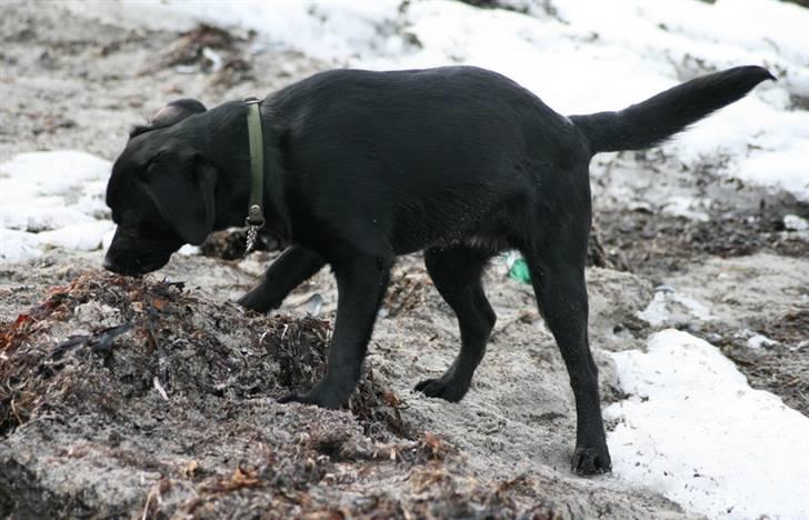 Blanding af racer Humle billede 19