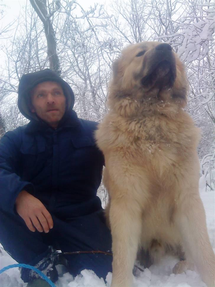 Kaukasisk ovtcharka samson R.I.P <3 billede 1