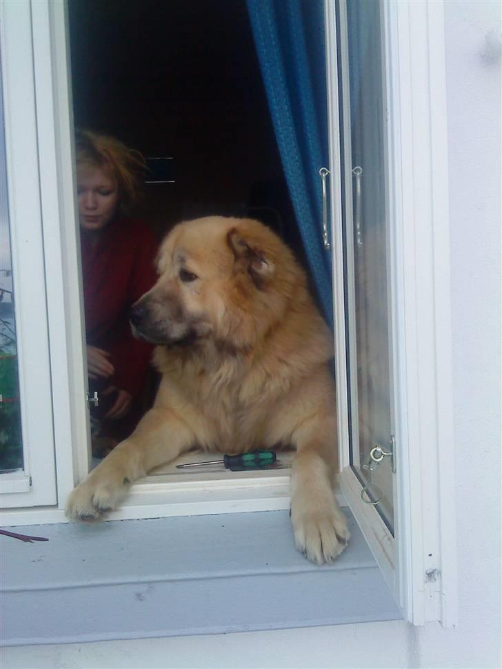 Kaukasisk ovtcharka samson R.I.P <3 billede 2