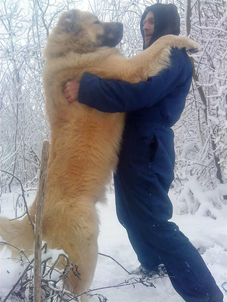 Kaukasisk ovtcharka samson R.I.P <3 billede 3