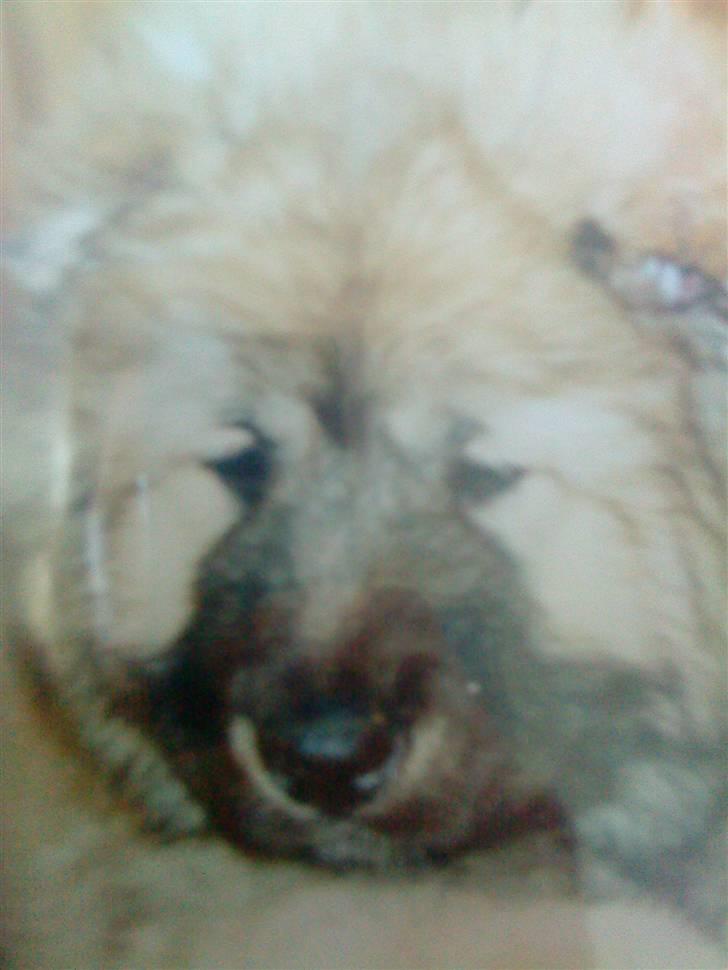 Kaukasisk ovtcharka samson R.I.P <3 billede 4