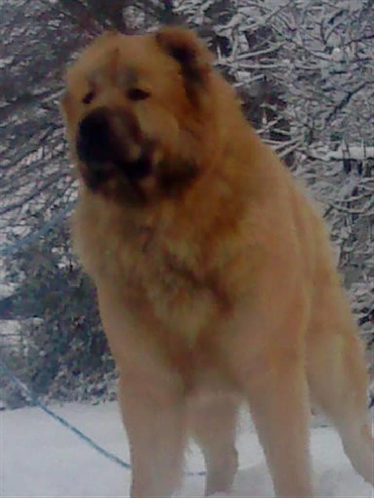 Kaukasisk ovtcharka samson R.I.P <3 billede 5