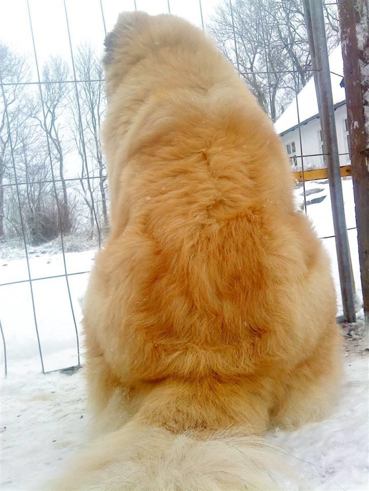 Kaukasisk ovtcharka samson R.I.P <3 billede 6