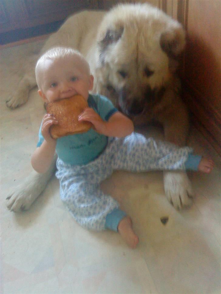 Kaukasisk ovtcharka samson R.I.P <3 billede 7