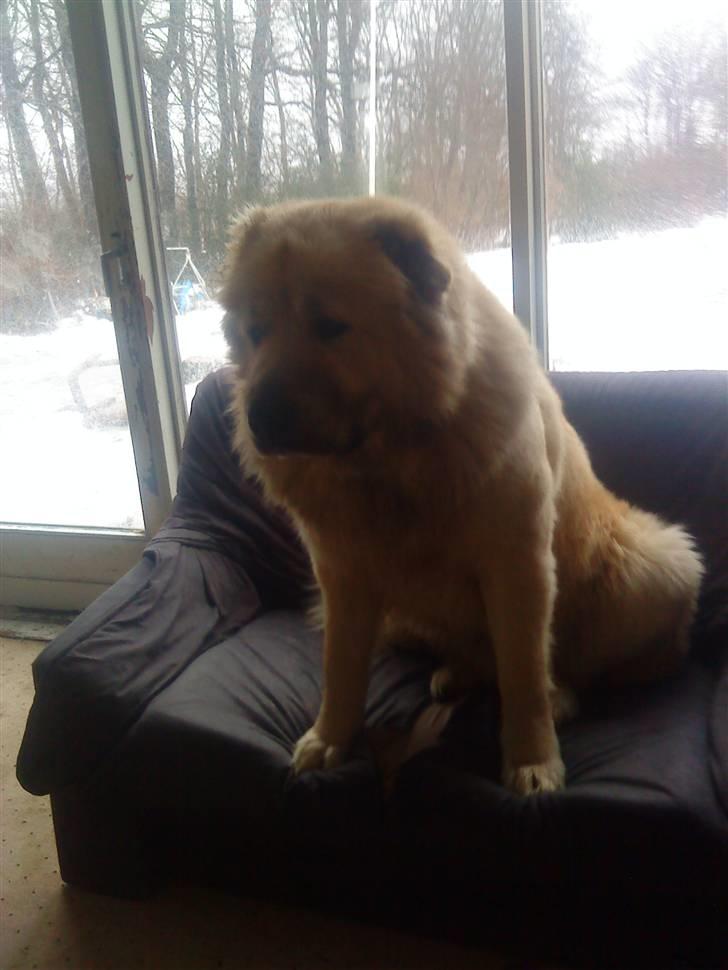 Kaukasisk ovtcharka samson R.I.P <3 billede 8