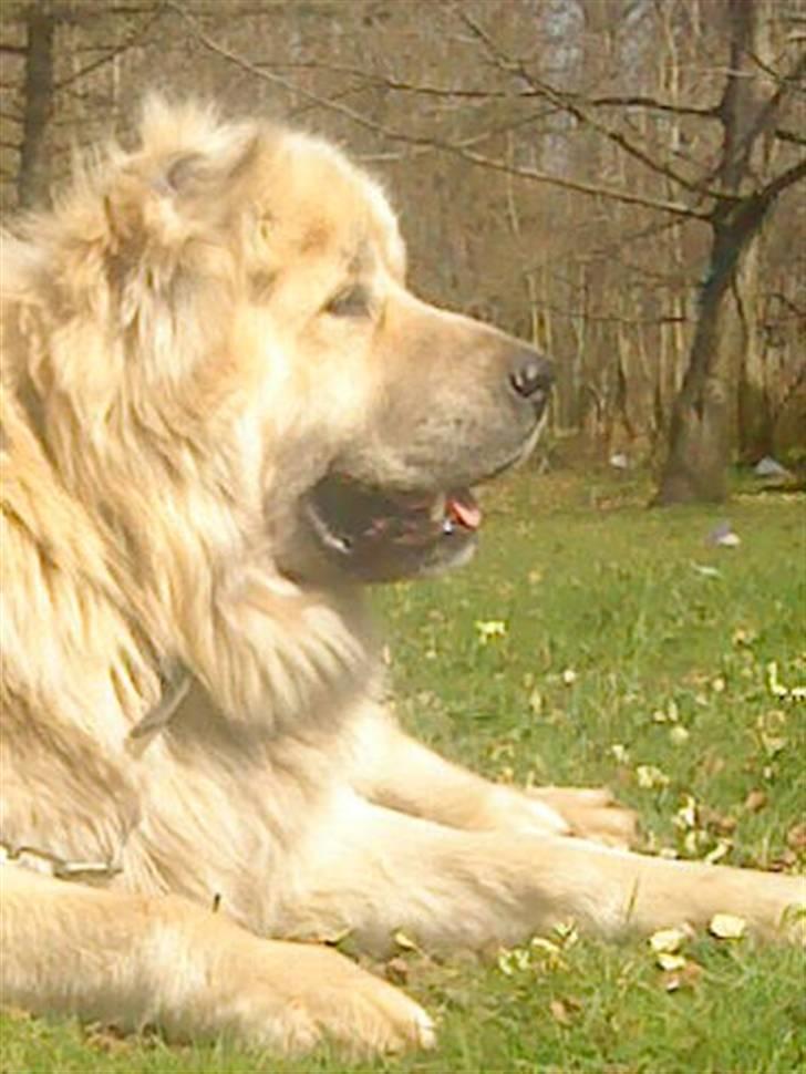 Kaukasisk ovtcharka samson R.I.P <3 billede 9