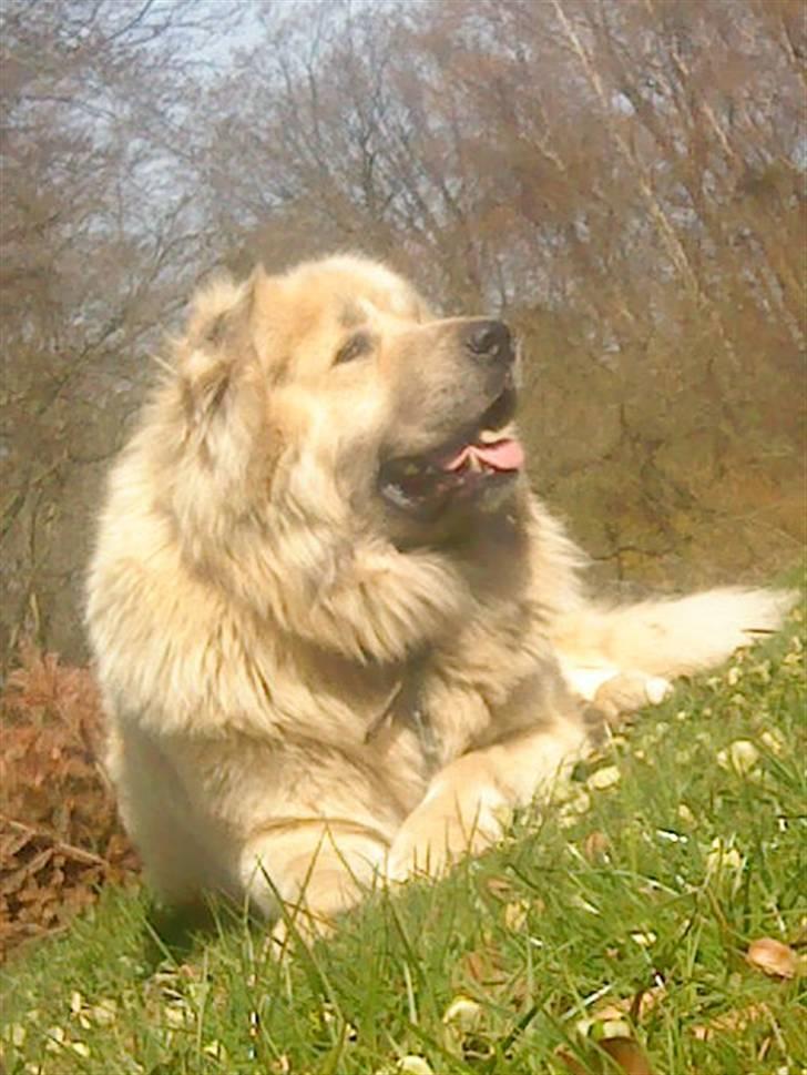 Kaukasisk ovtcharka samson R.I.P <3 billede 10
