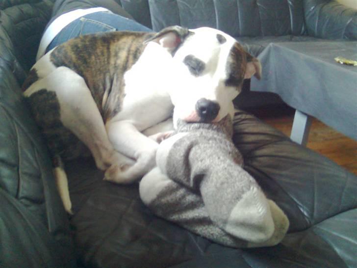 Blanding af racer Fie billede 2