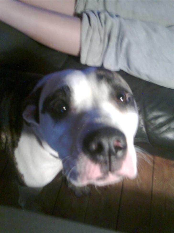 Blanding af racer Fie billede 3