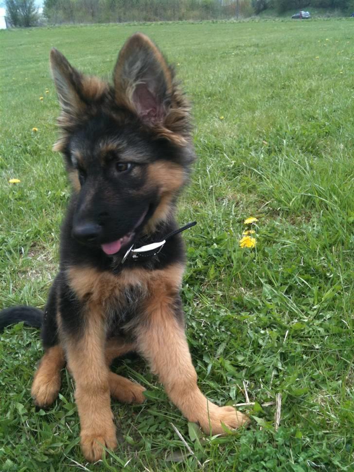 Schæferhund Charlie - Charlie i hundeskoven billede 16