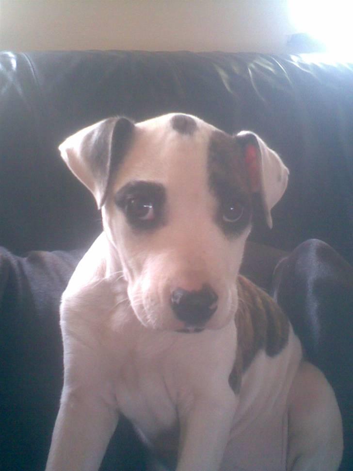 Blanding af racer Fie billede 4