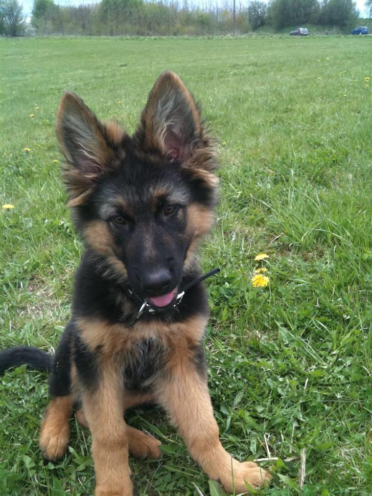 Schæferhund Charlie - Charlie i hundeskoven billede 17