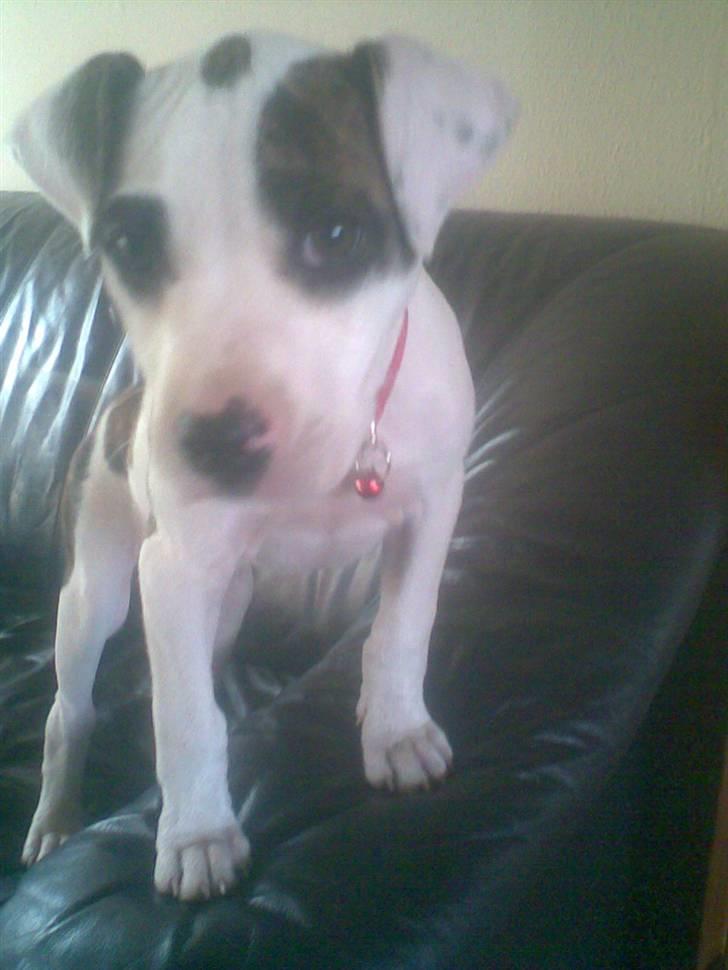 Blanding af racer Fie billede 5