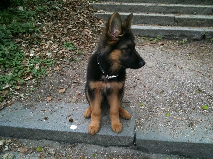 Schæferhund Charlie - i skoven(: billede 18