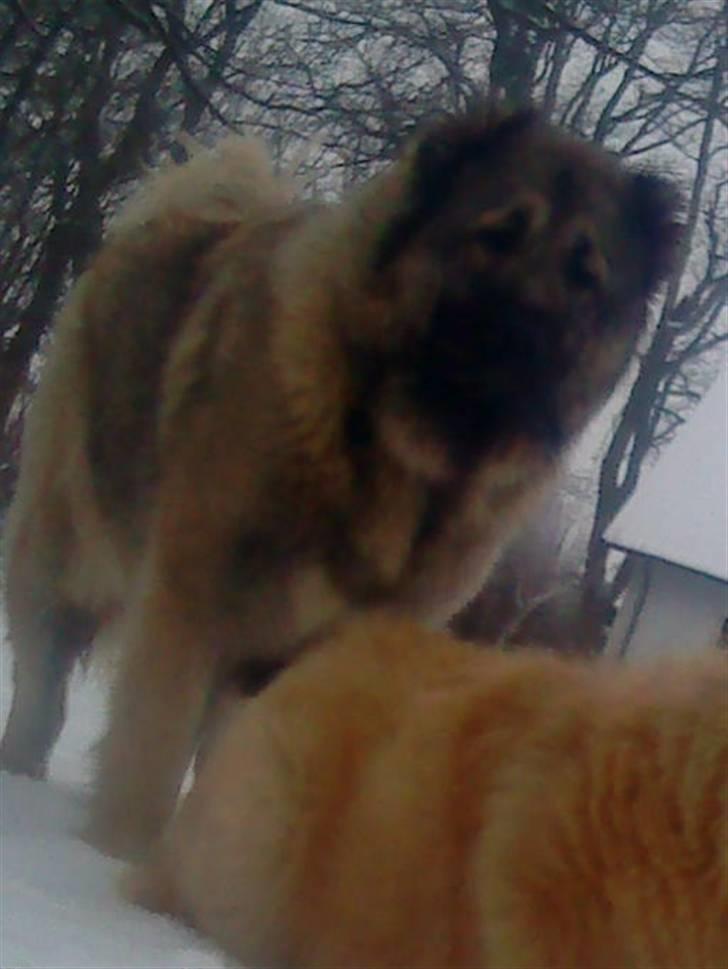 Kaukasisk ovtcharka simba "r.i.p. 2010 billede 9