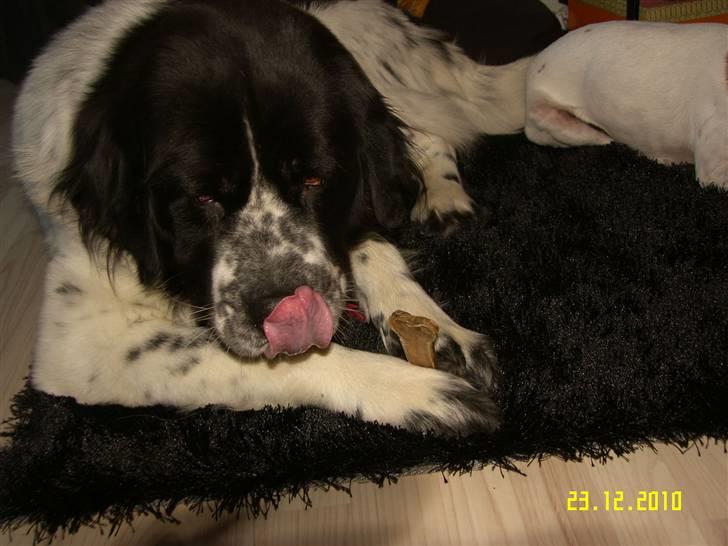 Blanding af racer Easy (Bassen!) - *NYT* Spiser Julegave :D<3 billede 4