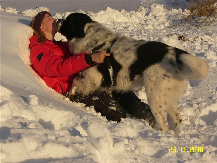 Blanding af racer Easy (Bassen!) - Et "lille" kys til min dejlige dreng<3 ELSKER DIG!<3 billede 5